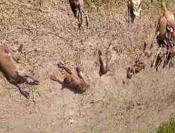 Diduga Kuat ada Oknum Sengaja Tebar Racun Sehingga Bebek Pada Mati