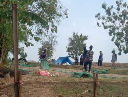 Ribuan Bebek Selamat Dari Racun, Namun Belasan Bebek Mati Terkapar Setelah Memakan Padi Beracun