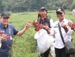Harga Cabai Anjlok Direspon Pemerintah Daerah Purwakarta ASN Beli Cabai Langsung Ke Petani