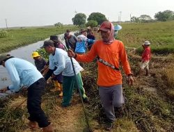 Respon Cepat Laporan Warga Kades Rawameneng Terjun Langsung Bersihkan Saluran Irigasi
