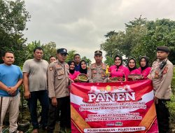 Polsek Blanakan Bersama Bhayangkari kembali Laksanakan Panen Program P2L Dalam Rangka Mendukung Ketahanan Pangan