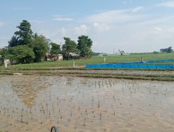 Terkait Pencaplokan Lahan Sawah Teknis Produktif di Jatiragas Patokbeusi, Hari Ini Ormas Gival Resmi Kirim Surat Ke Pertamina