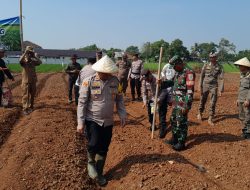 Kapolsek Ciasem Bersama Muspika Tanam Jagung di Lahan Baku Sawah