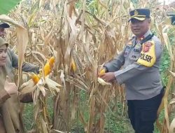 KAPOLSEK PATOKBEUSI DAN KELOMPOK TANI MELAKSANAKAN PANEN JAGUNG